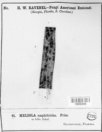 Meliola amphitricha image